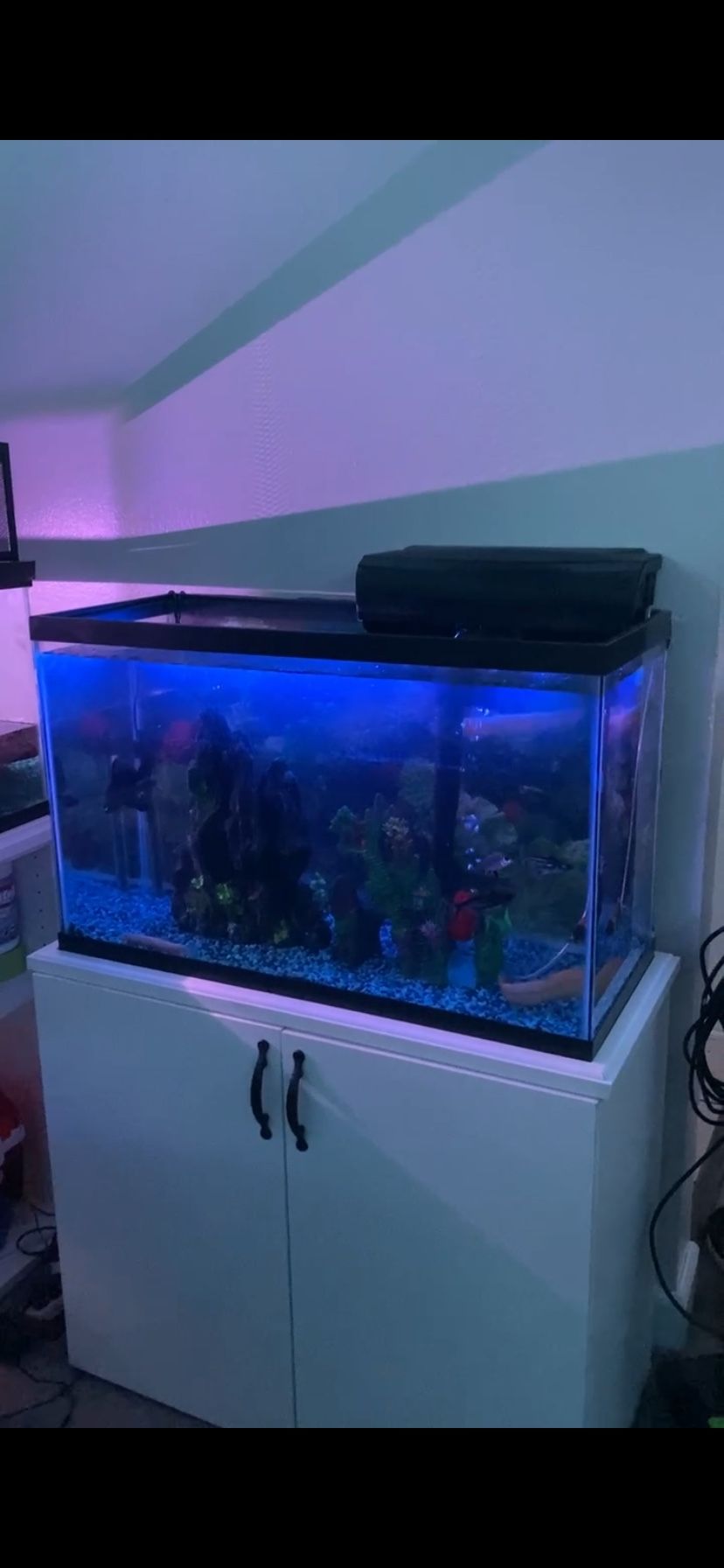 Fish Tank 