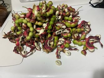 Guamuchiles