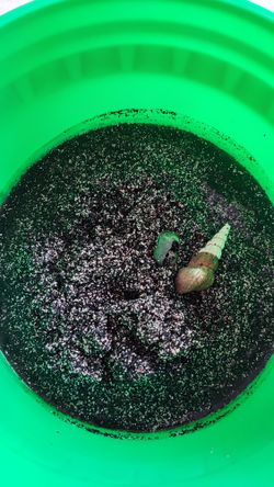 Fish Tank Soil.