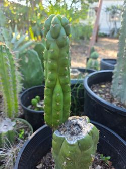 TPM cactus with pup