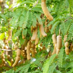 Tamarind Tree 