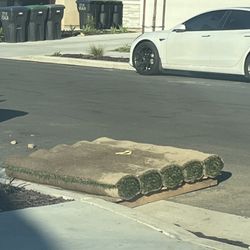 Sod / Bermuda Extra Seeded