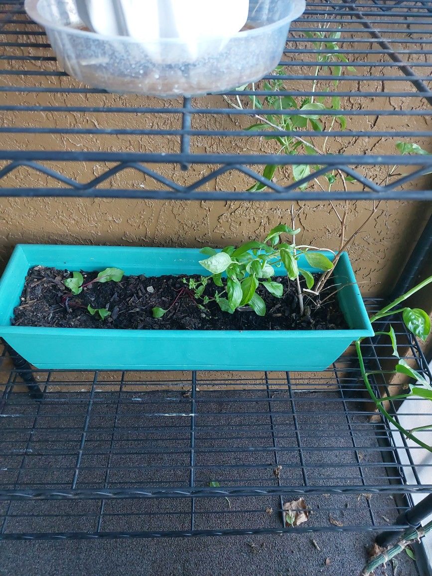 Basil and Beet Root Plant w/ Pot