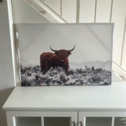 Cow Picture