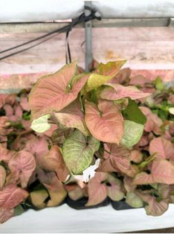 Syngonium Strawberry Cream - 4inch