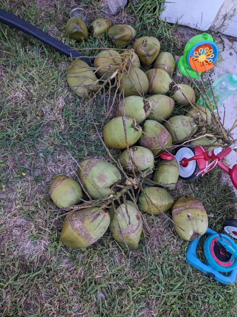 Coconuts