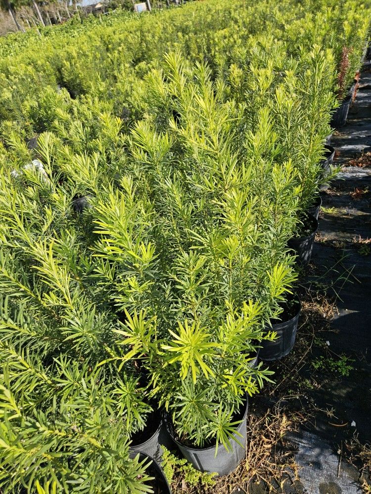 Podocarpus Only $ 8 Big  Qtys