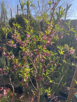 Fruit Trees 15 Gallon $65 Each Peach Donut, Albert Peach, Nectarine Donut, Pear