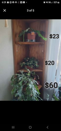 Cactus clean out