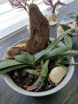 SUCCULENT PLANT/GARDEN