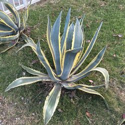 Agave Plants Sale