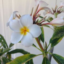 White/Yellow  Plumeria 
