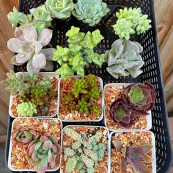 Succulents bundle 