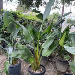 Bird Of Paradise