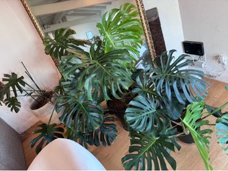 Monstera plants (5 to choose from)