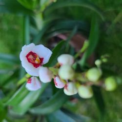 Sarcochilus Orchid Plant 