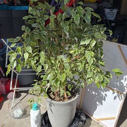 Ficus benjamina 'Variegata' plant - 4ft