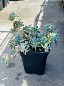 Succulents plants 🪴