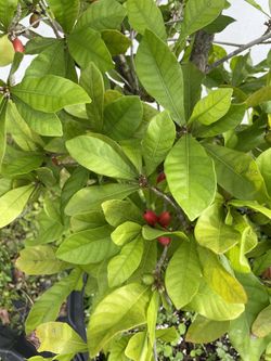 Miracle berry miracle fruit