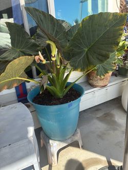 BEAUTIFUL PLANT