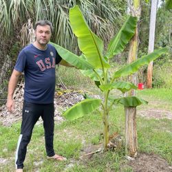 Blue Java Banana Plant 
