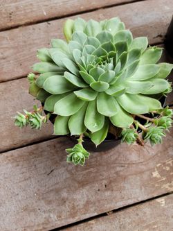 Succulent 