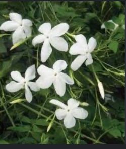 Healthy Climber jasmine plant is in a white plastic container. White and pink flowers