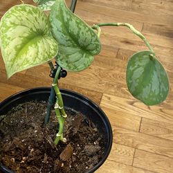 Scindapsus Exotica 