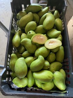 Mango verde tierno $10