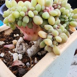 Succulents Plants Variegated Crested Cristata Imported  Korean Pick Up In Upland 