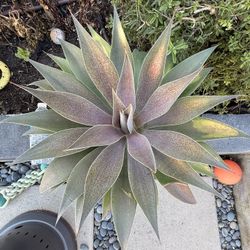 Established Mangave Lavender Lady– Large & Healthy 🌿