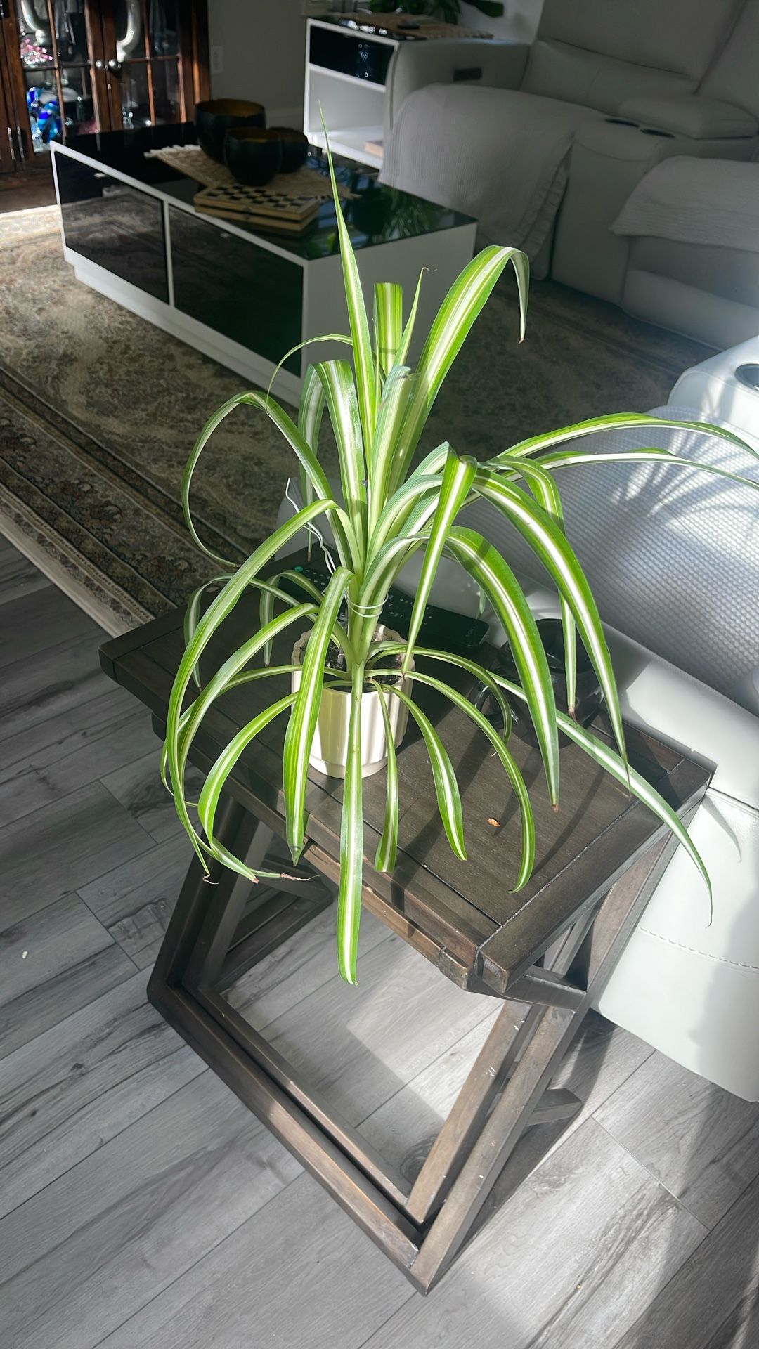 Beautiful Long Leaf Flower