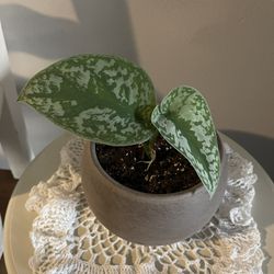 Satin pothos w/ceramic pot