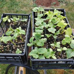 cucumber starts