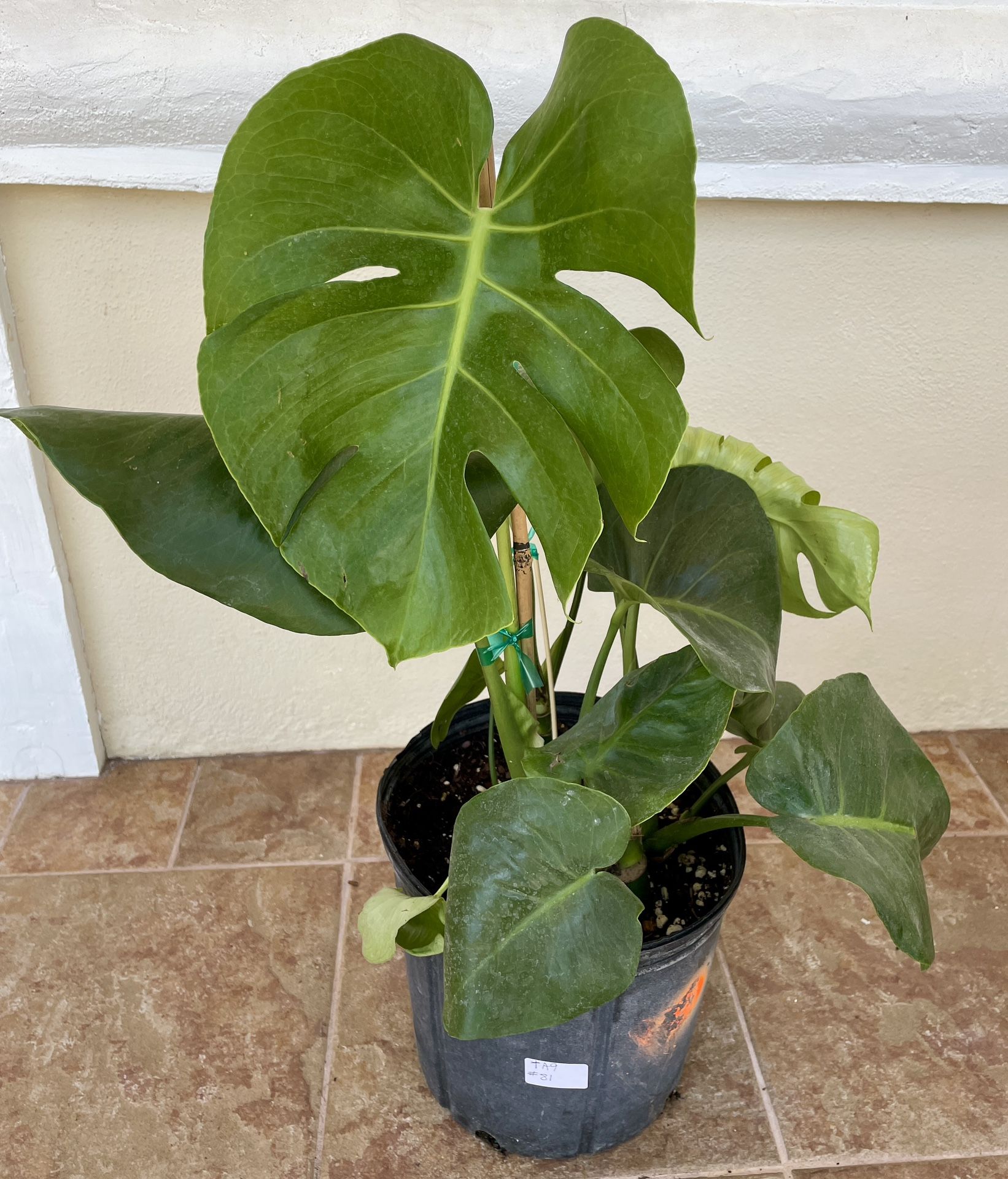 Monstera Deliciosa Swiss Cheese Plant Rooted In 9” Pot Tag #81