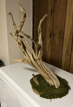 Ghost wood Climber Or Air Plants