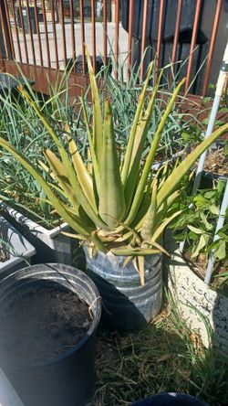 Aloevera plant $10