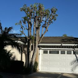 Trees Triming 🌳🌳