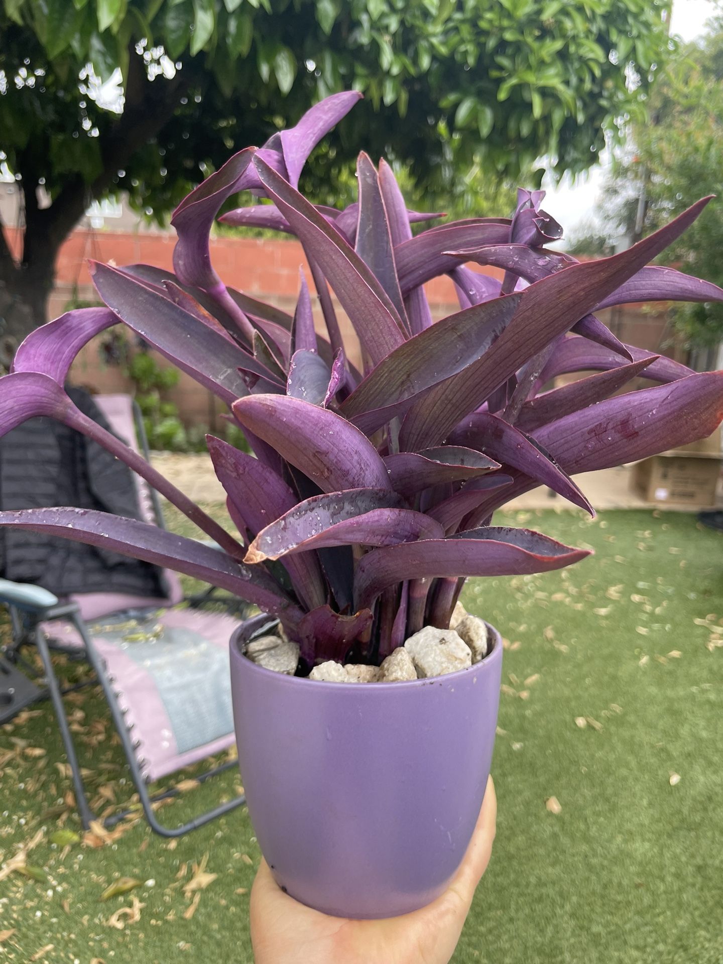 Beautiful Purple Hearth 💜plants In A Pot