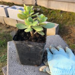 Jade Plant
