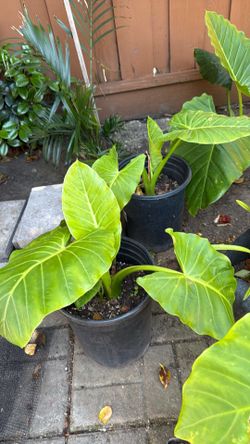 Elephant ear palms/Plantas Hoja Elegante