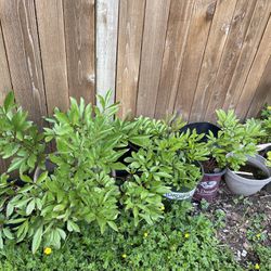 Peony And Other Plants In Pots