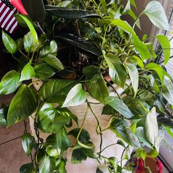 Large Jaron With Plant Inside 