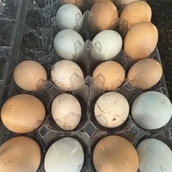 Fertile Eggs