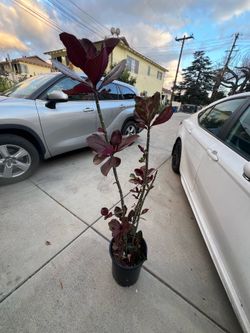 Milk tree plant