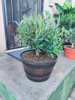Olive Bonsai Tree