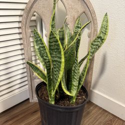 Snake Plant
