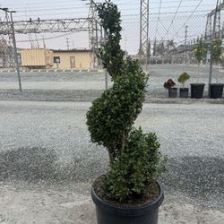 Boxwood Spirals 