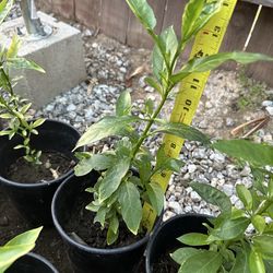 Huele de noche o jazmín de estrella