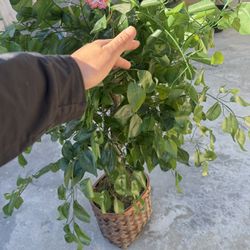 Artificial Plant / Fake Plant